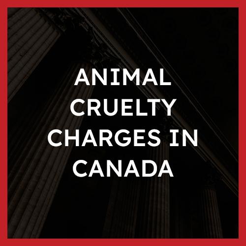 Animal Cruelty Charges in Canada