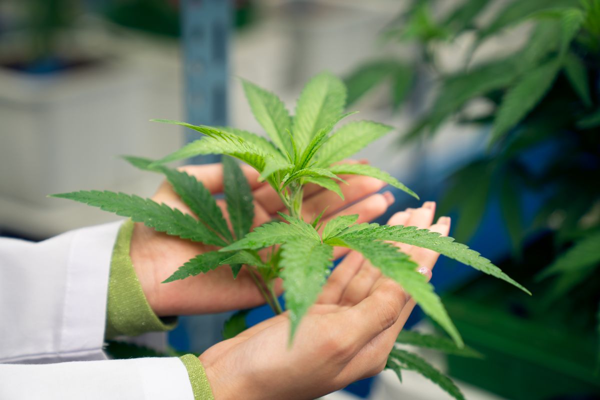 Doctor examining a cannabis plant in a medical or research setting.