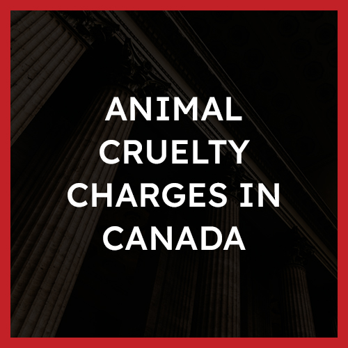 Animal Cruelty Charges in Canada Animal Cruelty Charges in Canada